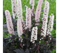 Gardeners Dream Actaea Chocoholic - Actaea Simplex, Perennial Herbaceous Plant (15-30Cm Height Including Pot)