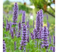 Gardeners Dream Agastache Blackadder - Summer Flowering Perennial Plants Garden Plant In Pot - 9Cm Pot (20-30Cm)