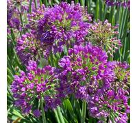Gardeners Dream Allium Lavender Bubbles - Ornamental Perennial Plant - Hardy Plant In Pot