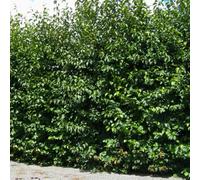 Gardeners Dream Alnus Cordata 'italian Alder' Bare Root Hedge Hedging Tree Plants (2-3Ft, 10 Plants)