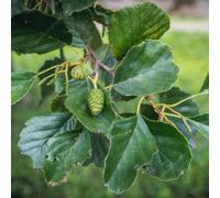 Gardeners Dream Alnus Imperialis Tree - Regal Appearance, Compact Size, Hardy (5-6Ft)