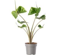 Gardeners Dream Alocasia Stingray Plant - Dramatic Stingray-Shaped Foliage, Mid-Sized Exotic (50-60Cm)