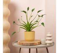 Gardeners Dream Alocasia Tiny Dancer Indoor Plant - Tropical Elephant Ear Houseplant In Pot - 12Cm Pot (30-40Cm)