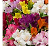 Gardeners Dream Alstroemeria Collection (9Cm, Pack Of 5)