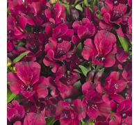 Gardeners Dream Alstroemeria Dark Purple - Richly Colored Peruvian Lily (15-30Cm Height Including Pot)