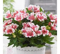 Gardeners Dream Alstroemeria Maya - Vibrant Peruvian Lily (30-40Cm Height Including Pot)