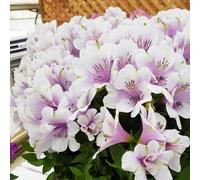 Gardeners Dream Alstroemeria Moon - Graceful Peruvian Lily (30-40Cm Height Including Pot)