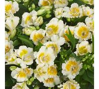 Gardeners Dream Alstroemeria Yenti - Elegant White Flowering Peruvian Lily (15-30Cm Height Including Pot)