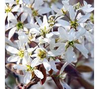Gardeners Dream Amelanchier Canadensis Tree - Native Beauty, White Flowers, Compact Size, Hardy (5-6Ft)