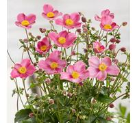 Gardeners Dream Anemone Fantasy Jasmine - Elegant Pink Blooms, Compact Size (15-30Cm Height Including Pot)