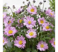 Gardeners Dream Anemone Fantasy Pocahontas - Vibrant Pink Blooms, Compact Size (15-30Cm Height Including Pot)