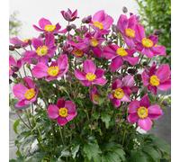 Gardeners Dream Anemone Fantasy Red Riding Hood - Rich Pink Blooms, Compact Size (15-30Cm Height Including Pot)