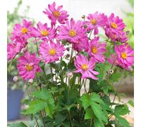 Gardeners Dream Anemone Prinz Heinrich - Vibrant Pink Blooms, Compact Size (15-30Cm Height Including Pot)