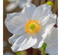 Gardeners Dream Anemone Ruffled Swan - Graceful Ruffled White Blooms, Compact Size (15-30Cm Height Including Pot)