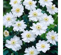 Gardeners Dream Anemone Whirlwind - Elegant White Double Blooms, Compact Size (15-30Cm Height Including Pot)