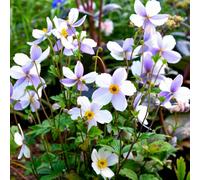 Gardeners Dream Anemone Wild Swan - Elegant White Blooms, Compact Size (15-30Cm Height Including Pot)