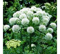 Gardeners Dream Angelica Common Herbaceous Compact Size, Aromatic Herb Plant (10-20Cm Height Including Pot)