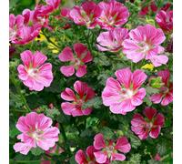 Gardeners Dream Anisodontea Capensis Garden Plant - Profuse Pink Blooms, Compact Size, Attracts Pollinators (20-30Cm Height Including Pot)