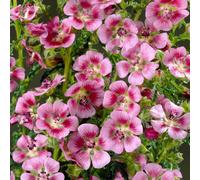 Gardeners Dream Anisodontea Elegans Princess Garden Plant - Rose-Pink Blooms, Compact Size, Attracts Pollinators (10-30Cm Height Including Pot)