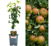 Gardeners Dream Apple Cox's Orange Patio Tree - Flavorful Fruit-Bearing Tree For Uk Patio Gardens - Outdoor Plant (2-3Ft)