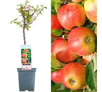 Gardeners Dream Apple Elstar Patio Tree - Flavourful Fruit-Bearing Tree For Uk Patio Gardens - Outdoor Plant (2-3Ft)