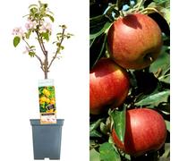 Gardeners Dream Apple Jonagold Patio Tree - Crisp Fruit-Bearing Tree For Uk Patio Gardens - Outdoor Plant (2-3Ft)