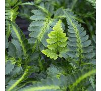 Gardeners Dream Arachnoides Variegata - Variegated Foliage, Moderate Height (30-40Cm Height Including Pot)