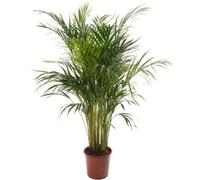 Gardeners Dream Areca Palm - Lush Tropical Houseplant For Indoor Spaces (90-100Cm Height Including Pot)