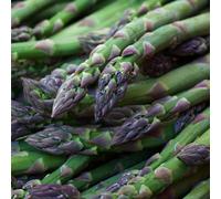 Gardeners Dream Asparagus Gijnlim Outdoor Vegetable Plant Grow Your Own Vegetables For Garden