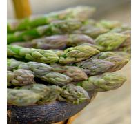 Gardeners Dream Asparagus Millenium Outdoor Vegetable Plant Grow Your Own Vegetables For Garden