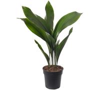 Gardeners Dream Aspidistra Elatior - Hardy And Low-Maintenance Indoor Plant For Interior Spaces (50-60Cm Height Including Pot)