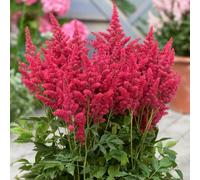 Gardeners Dream Astilbe Short N Sweet Fireberry - Astilbe, Perennial Plant (10-20Cm Height Including Pot)