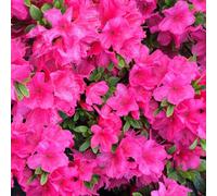 Gardeners Dream Azalea Anne Frank - Evergreen Shrub, Spring Blooms (20-30Cm Height Including Pot)