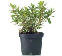 Gardeners Dream Azalea Hotshot - Green Foliage, Evergreen Shrub, Vibrant Red Blooms, Compact Size (20-30Cm Height Including Pot)