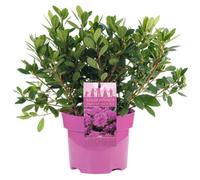 Gardeners Dream Azalea Pink - Evergreen Shrub, Exquisite Pink Blooms (20-40Cm Height Including Pot)