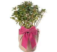 Gardeners Dream Azalea Pink - Gorgeous Pink Flowers, Classic Foliage, Low Maintenance (20-30Cm Height Including Pot)