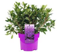 Gardeners Dream Azalea Purple - Evergreen Shrub, Exquisite Purple Blooms (20-40Cm Height Including Pot)