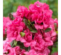 Gardeners Dream Azalea Rokoko - Evergreen Shrub, Pink Blooms, Compact Size (20-30Cm Height Including Pot)