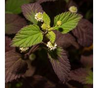 Gardeners Dream Aztec Sweet Herb - Kitchen Garden Fresh Deciduous Cooking Culinary Plant In 8Cm Pot
