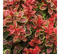 Gardeners Dream Berberis Chiquita - Outdoor Flowering Shrub, Ideal For Uk Gardens, Compact Size (15-30Cm Height Including Pot)