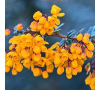 Gardeners Dream Berberis Compacta - Compact Shrub, Vibrant Orange Flowers (20-30Cm Height Including Pot)