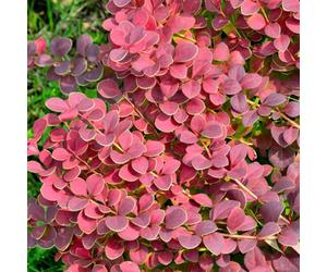 Gardeners Dream Berberis Coral - Compact Shrub, Coral-Red Foliage (20-30Cm Height Including Pot)