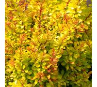 Gardeners Dream Berberis Diabolicum - Compact Shrub, Unique Colour-Changing Foliage (20-30Cm Height Including Pot)