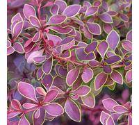 Gardeners Dream Berberis Golden Ring Garden Shrub - Compact Size, Vibrant Foliage (10-30Cm Height Including Pot)