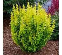 Gardeners Dream Berberis Golden Rocket Garden Shrub - Upright Growth, Striking Foliage (10-30Cm Height Including Pot)
