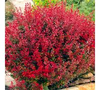 Gardeners Dream Berberis Lutin Rouge - Compact Shrub, Vibrant Red Foliage (20-30Cm Height Including Pot)