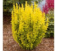 Gardeners Dream Berberis Maria Garden Shrub - Compact Size And Colorful Foliage, Low Maintenance (20-30Cm Height Including Pot)