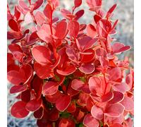 Gardeners Dream Berberis Orange Rocket - Outdoor Flowering Shrub, Ideal For Uk Gardens, Compact Size (15-30Cm Height Including Pot)