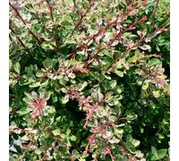 Gardeners Dream Berberis Starburst - Variegated Foliage, Compact Size (20-30Cm Height Including Pot)