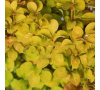 Gardeners Dream Berberis Summer Sunset - Vibrant Foliage, Barberry, Low Maintenance (20-30Cm Height Including Pot)
